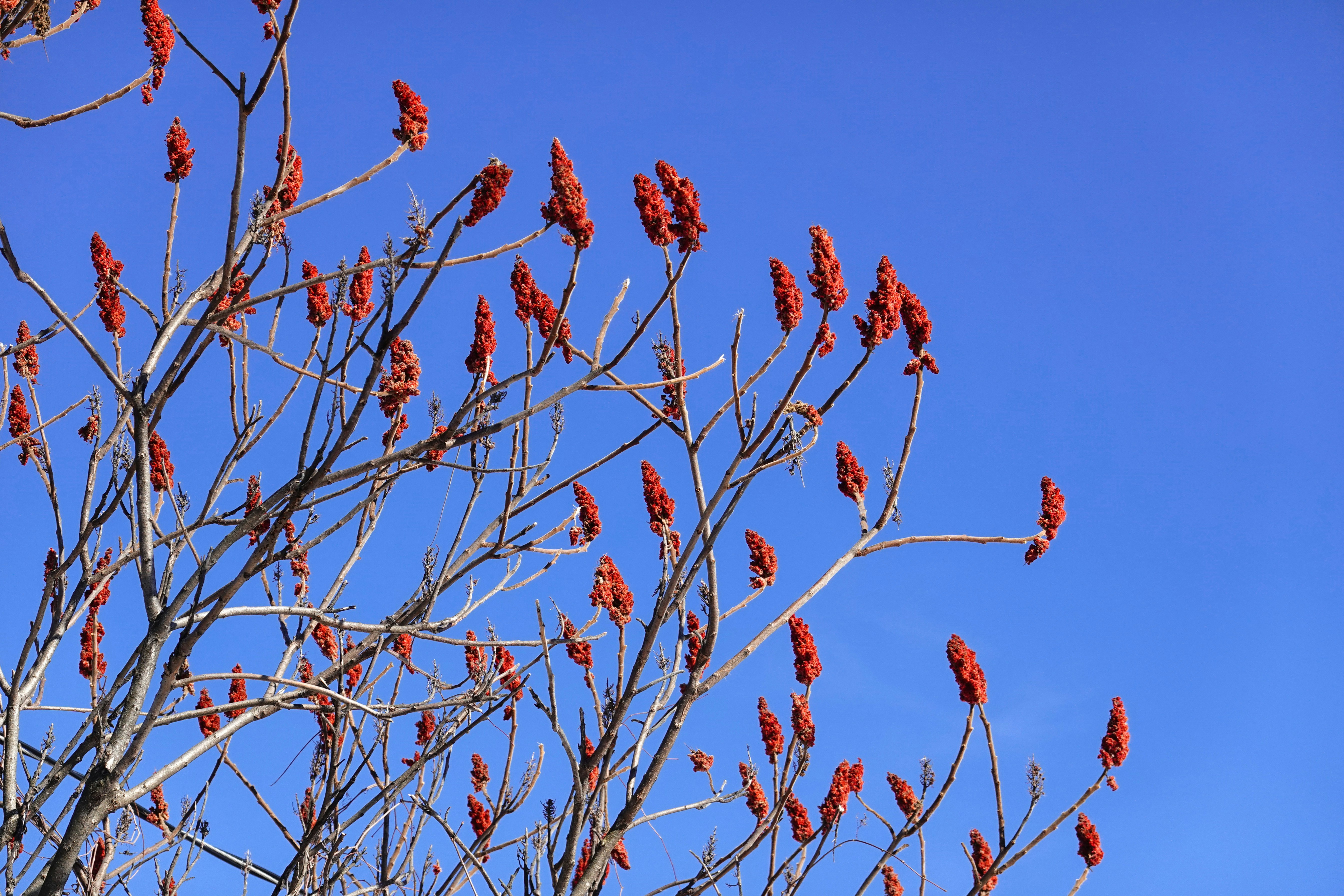 red and brown flowers on brown tree branch under blue sky during daytime